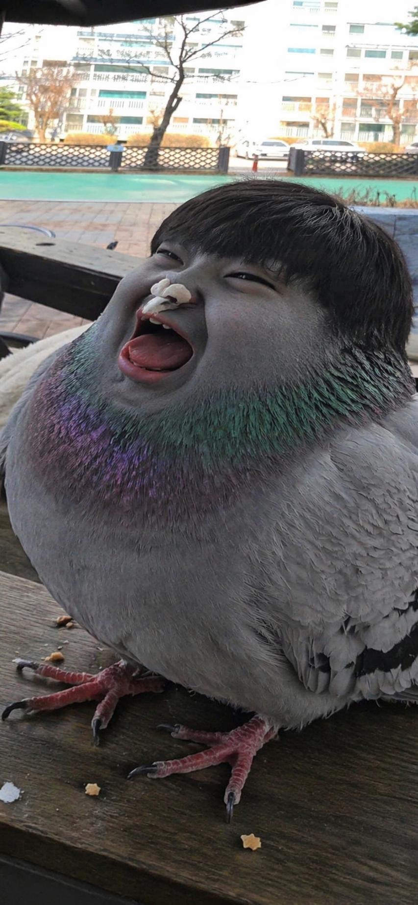 시둘기벡스