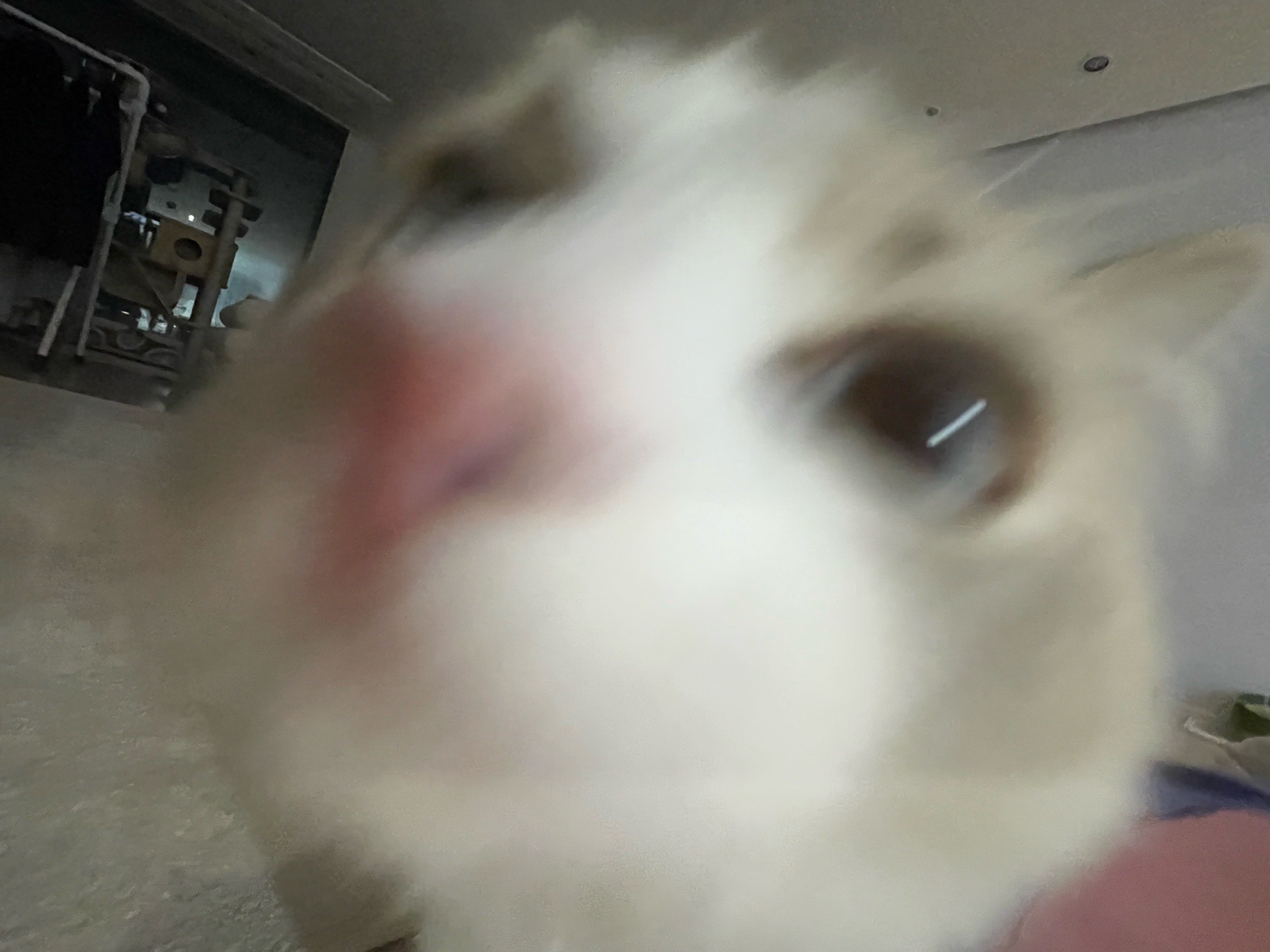 이부리
