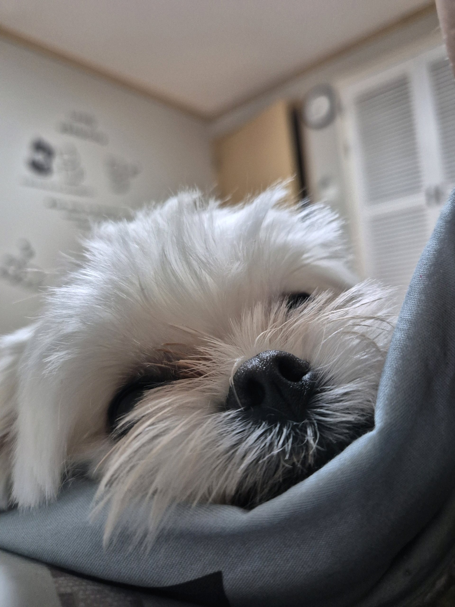 보리