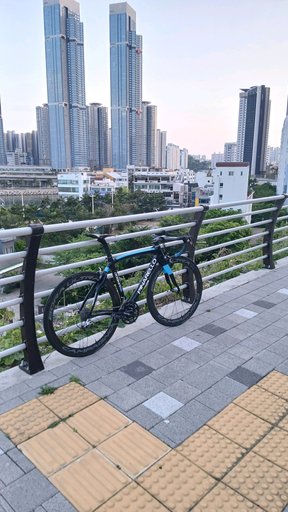 도그마 한정판 판매