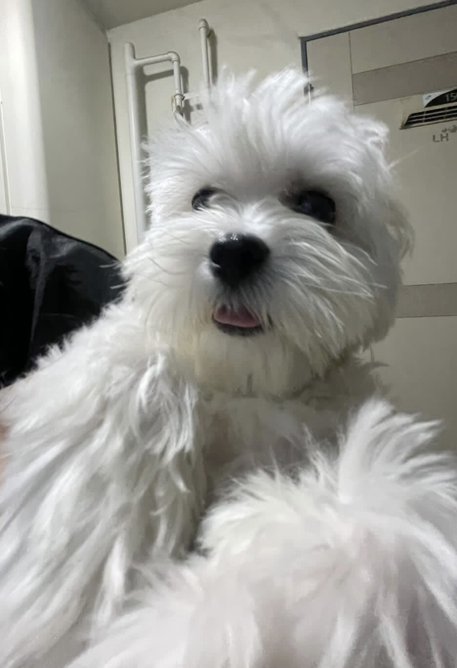 yoo