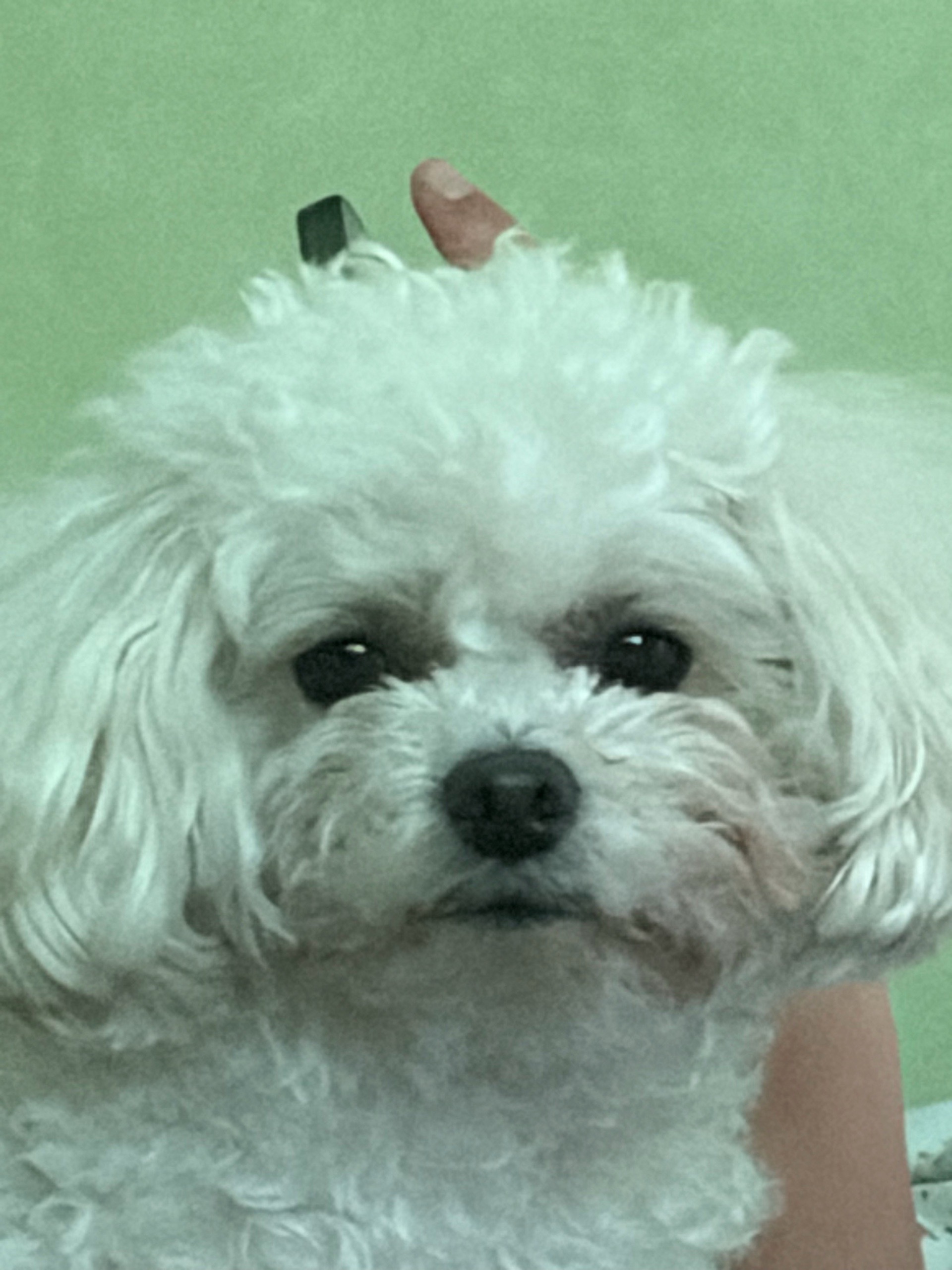 1호차운전병