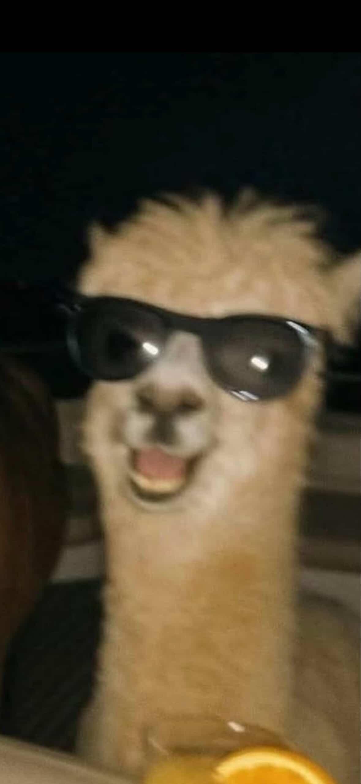 알파카alpaca
